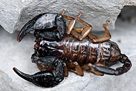 Euscorpius niciensis Euscorpius niciensis